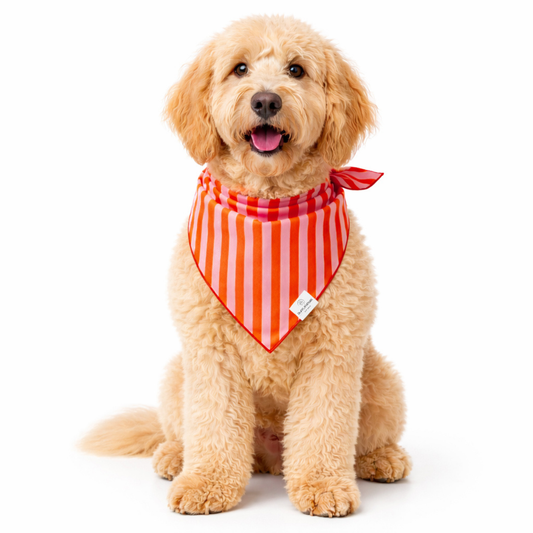 Orange & Pink Stripes Dog Bandana: L/XL